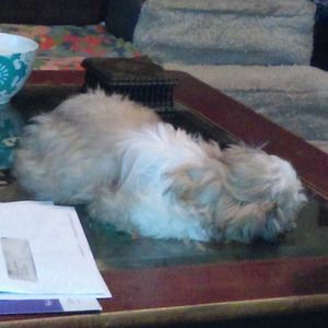 Meet your Posher, Janet